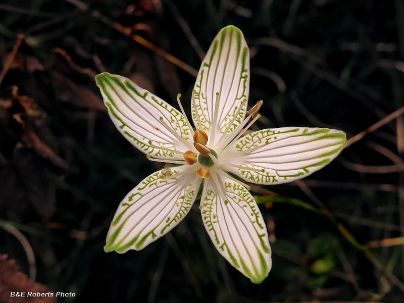 Parnassia