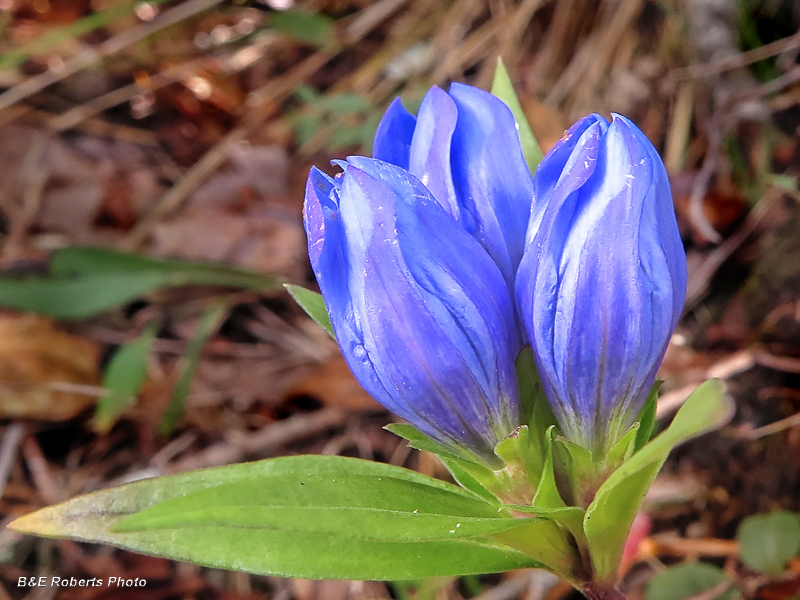 Soapwort_Gentian