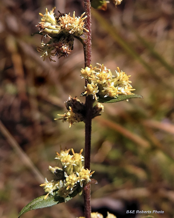 Goldenrod