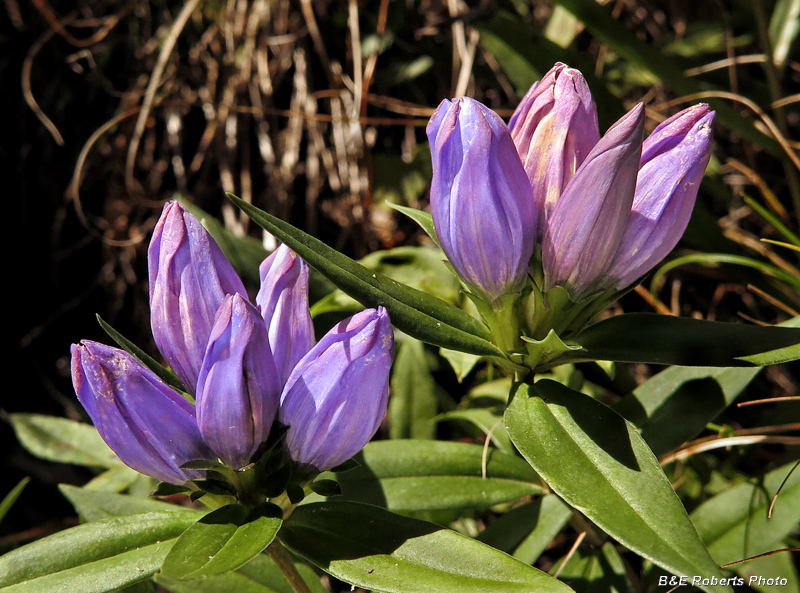 Soapwort_Gentians