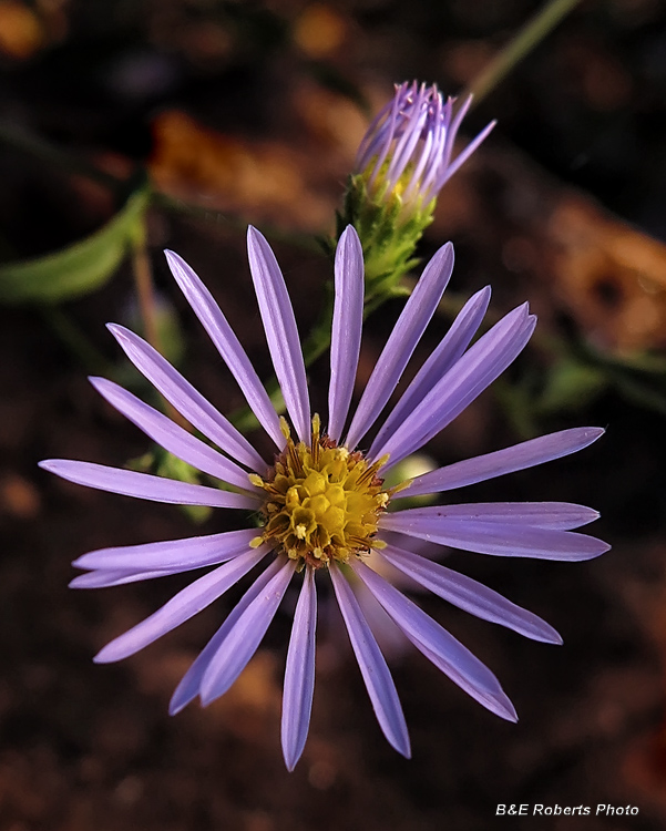 Aster