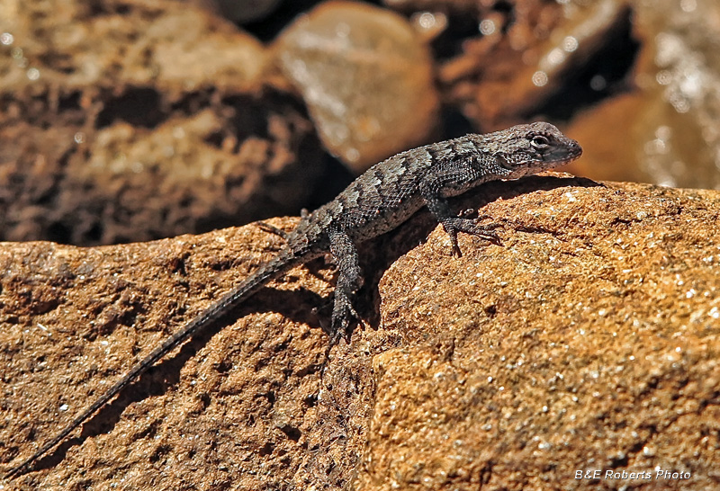 Fence_Lizard