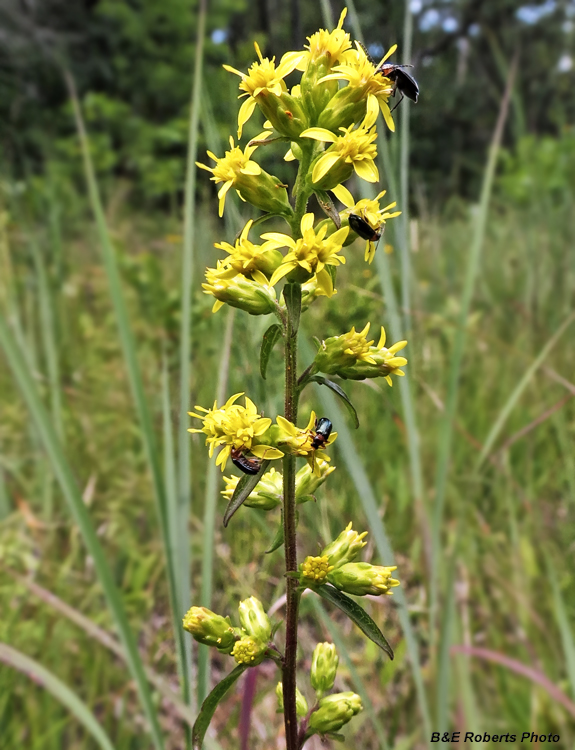 Solidago