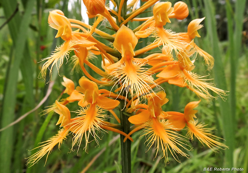 Platanthera_cilaris