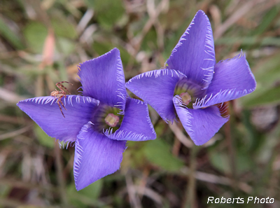 Fringed_Gentians