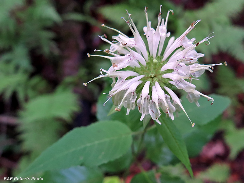 White_Bergamot