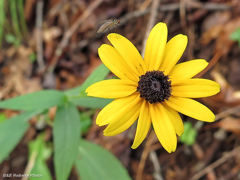 Black-eyed_Susan