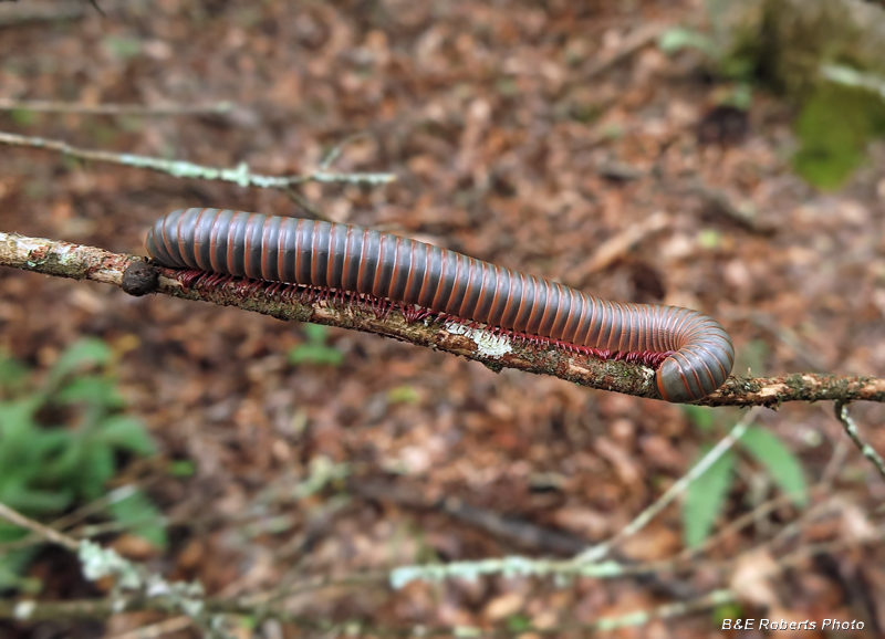 Millipede