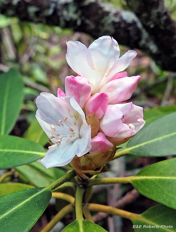 Rhododendron