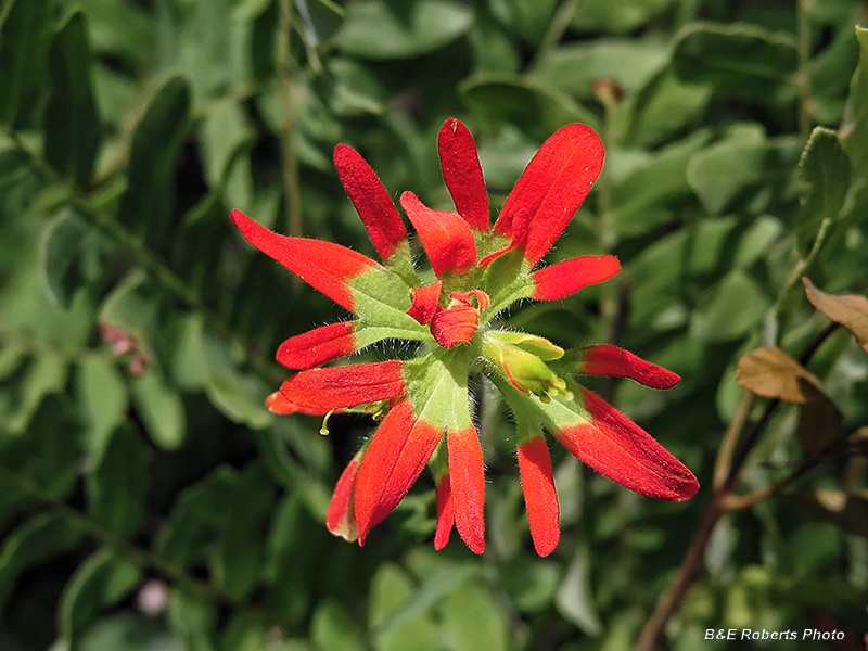 Indian_Paint_Brush