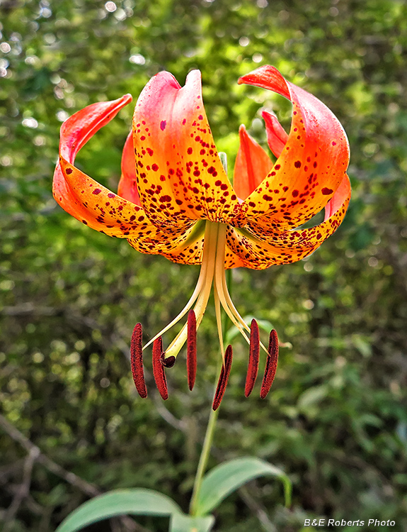 Turks_Cap_Lily