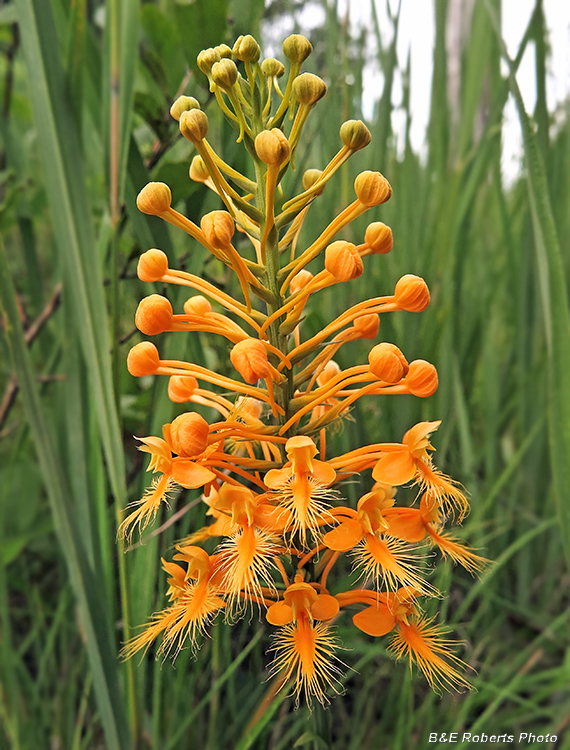 Platanthera_cilaris