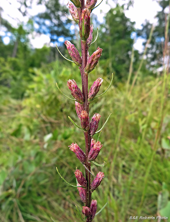 Liatris