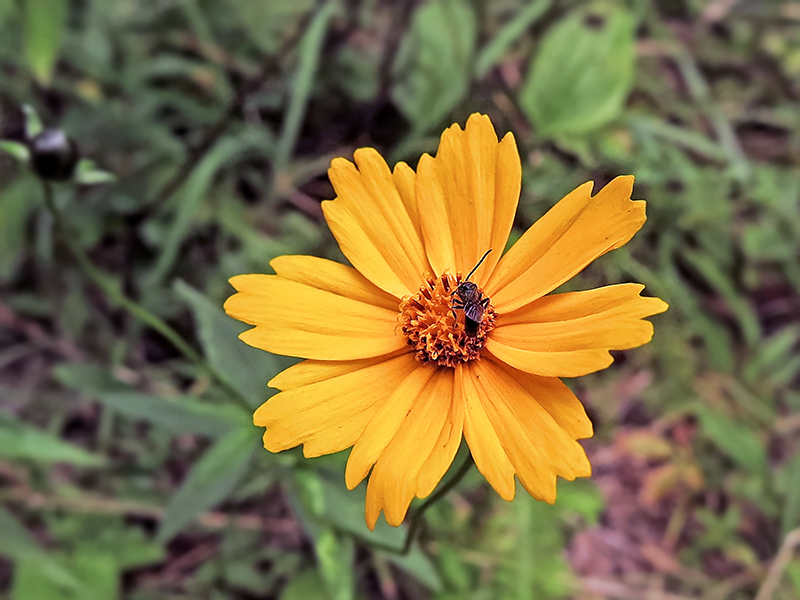 Coreopsis_pubescens