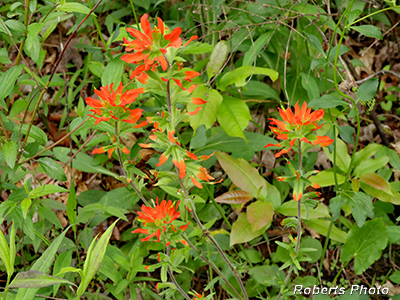 Indian_Paintbrush