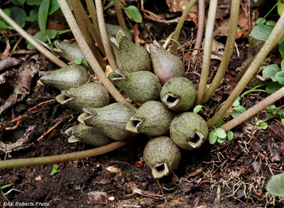 Hexastylis