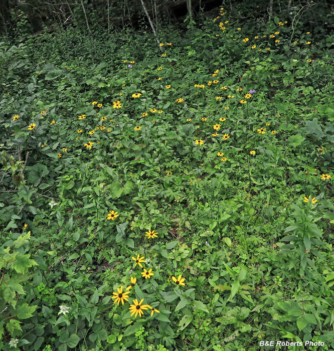 Black_eyed_Susans