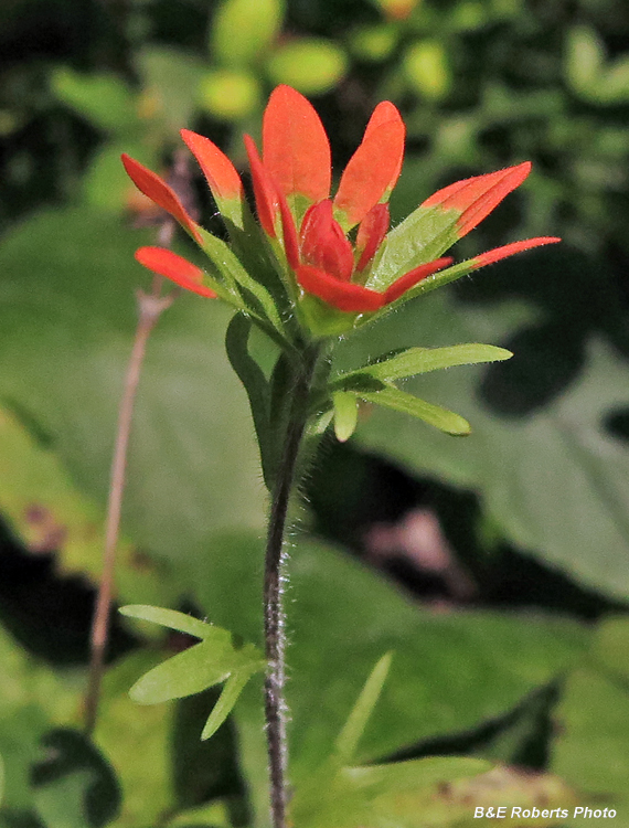 Indian_Paintbrush