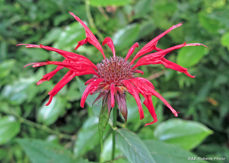 Monarda_didyma