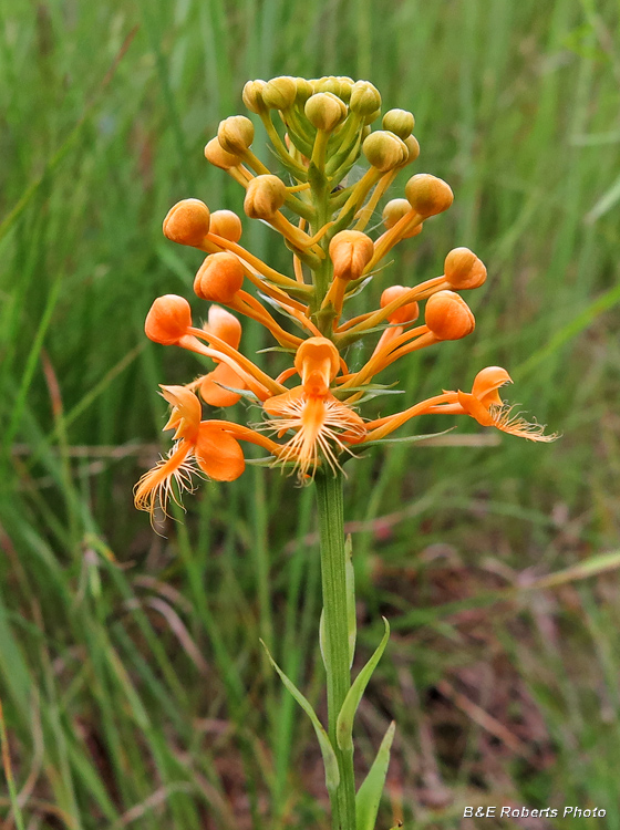 Yellow_Fringed_Orchid