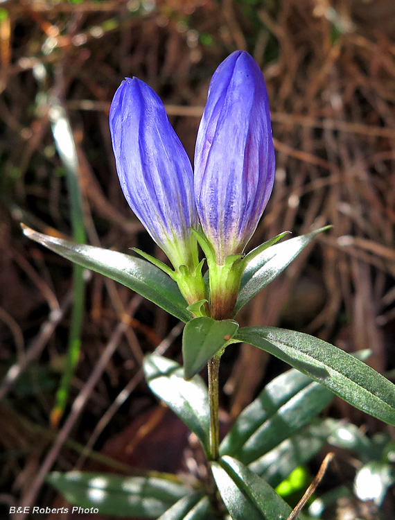 Gentians