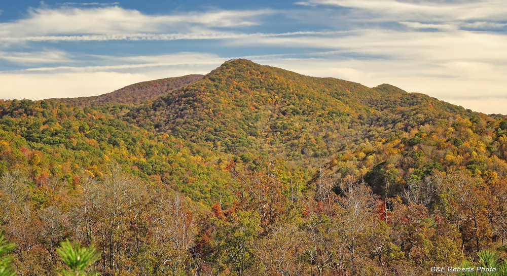 Yellow_Mtn_foliage