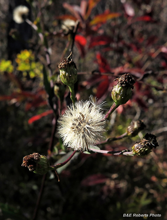 Seed-ball