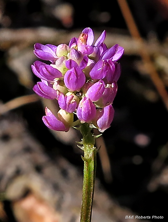 Polygala