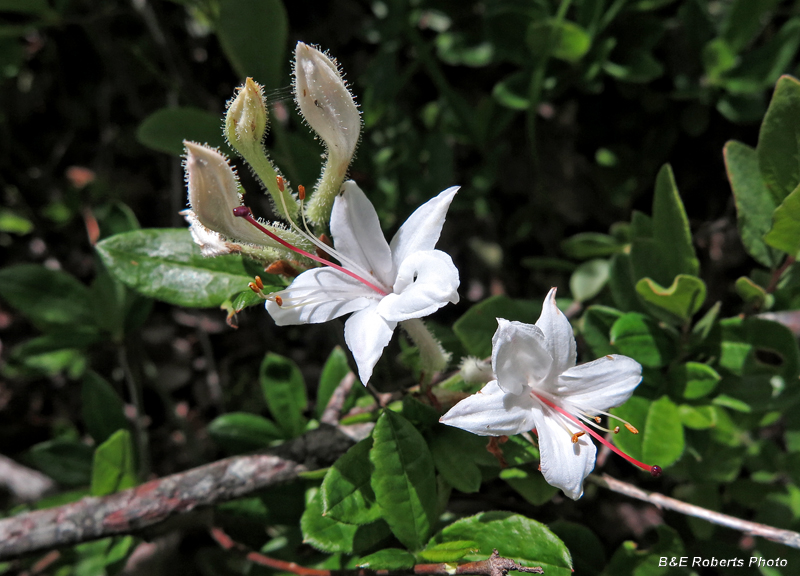 Rhododendron