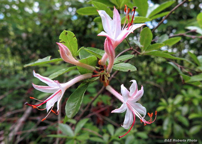 Rhododendron