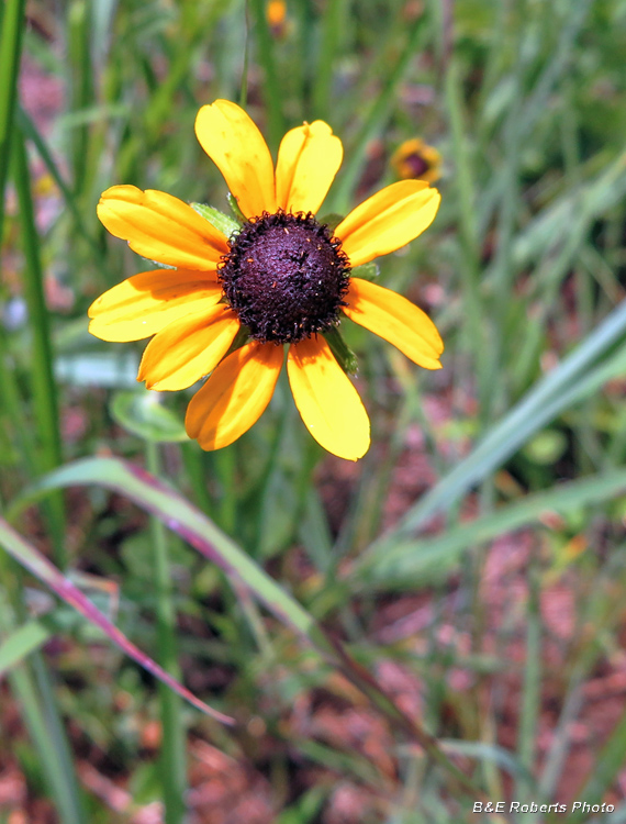 Black-eyed_Susan