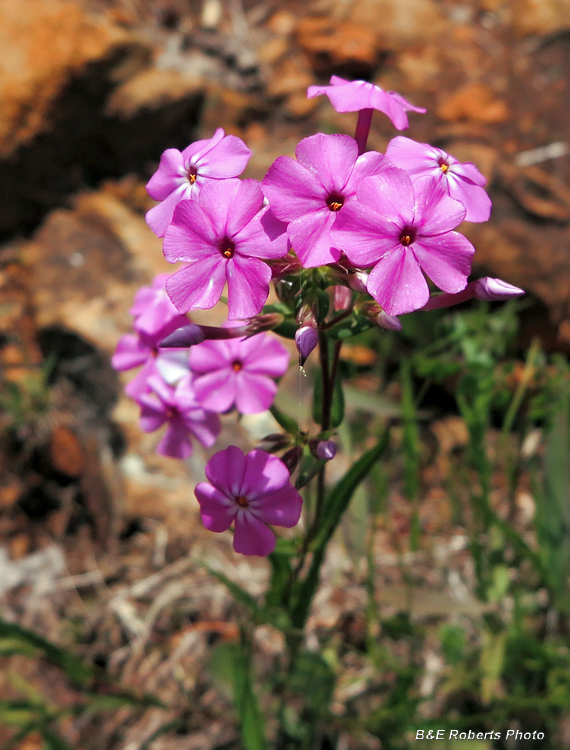 Phlox