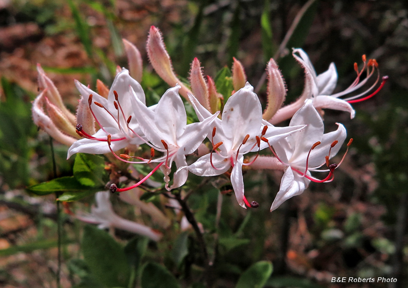 Rhododendron