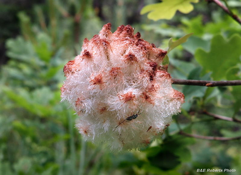 Wool_Sower_Gall