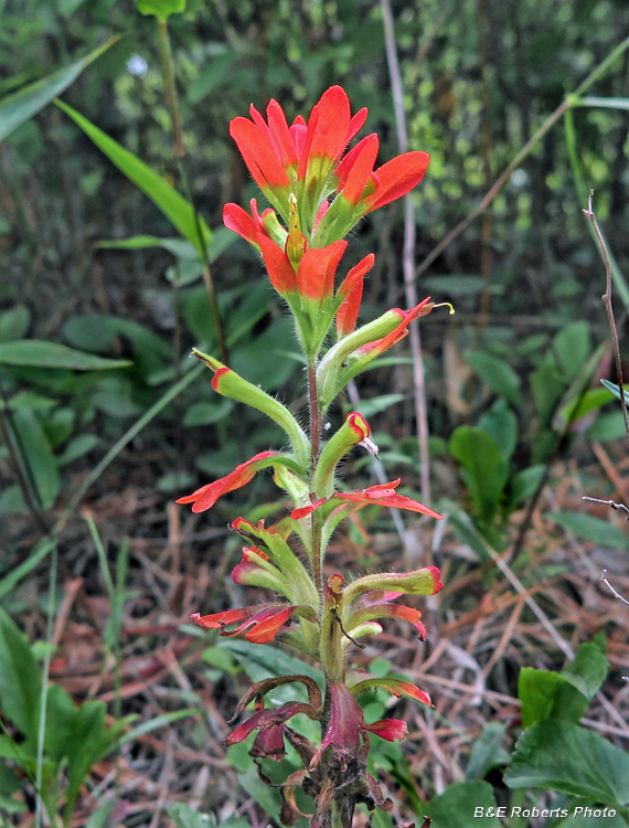 Indian_Paintbrush