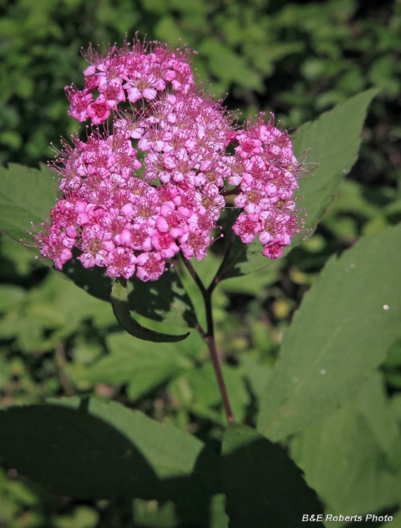 Spirea_japonica