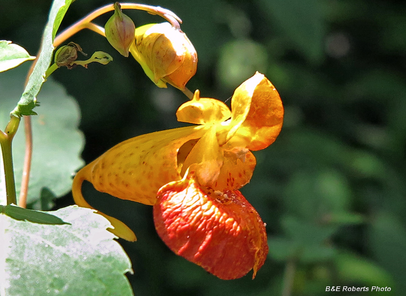 Jewelweed