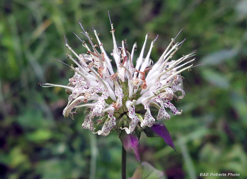 Monarda_clinopodia