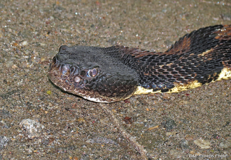 Timber_Rattlesnake