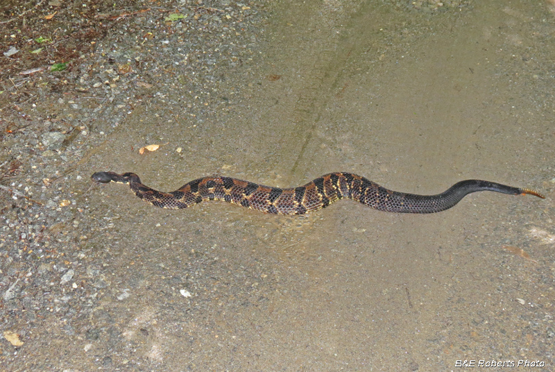 Timber_Rattlesnake