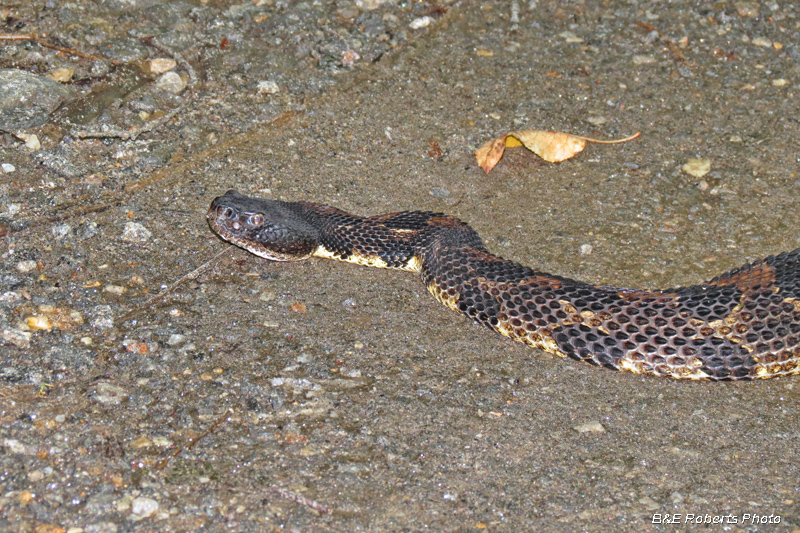 Timber_Rattlesnake