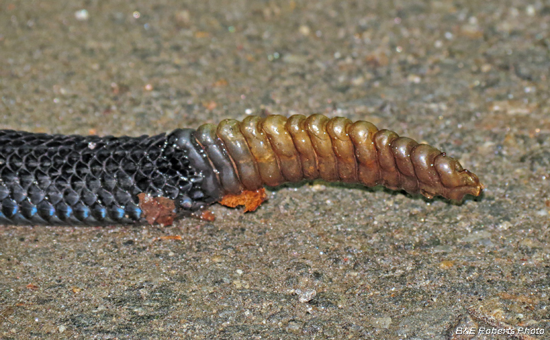 Timber_Rattlesnake