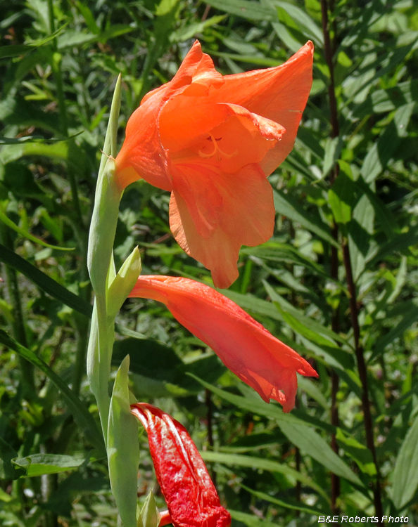 Gladiolas