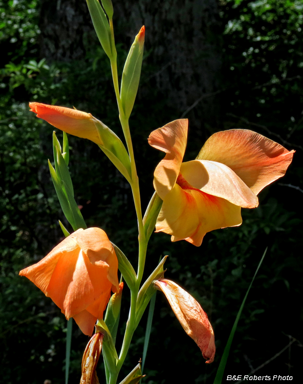 Gladiolas