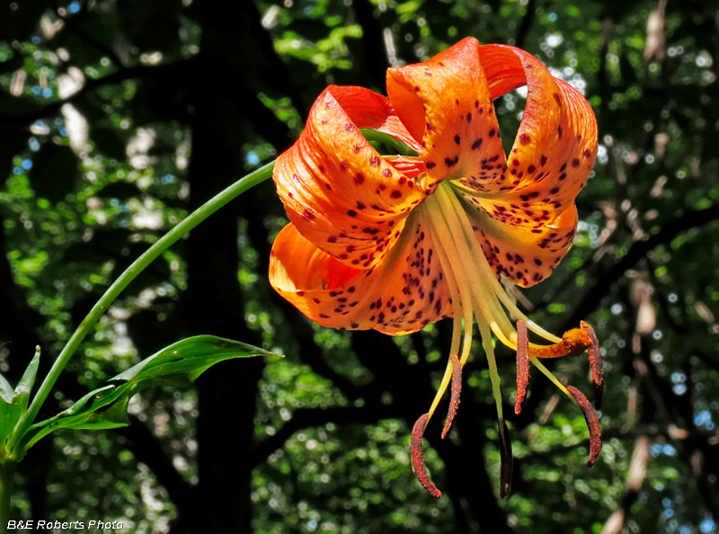 Turks_Cap