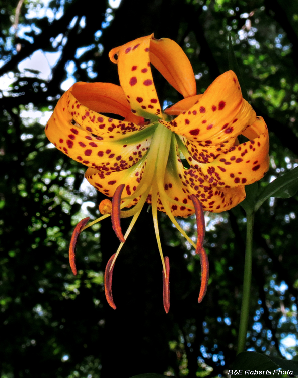 Turks_Cap