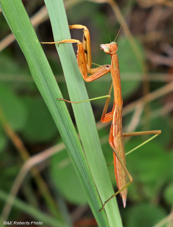 Praying_Mantis