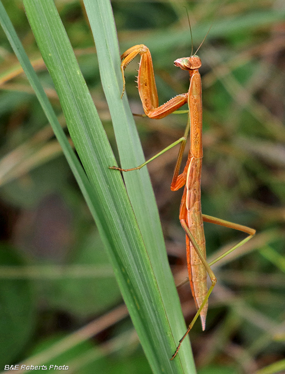 Praying_Mantis