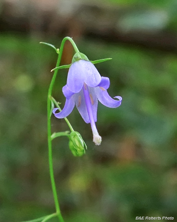 Harebell