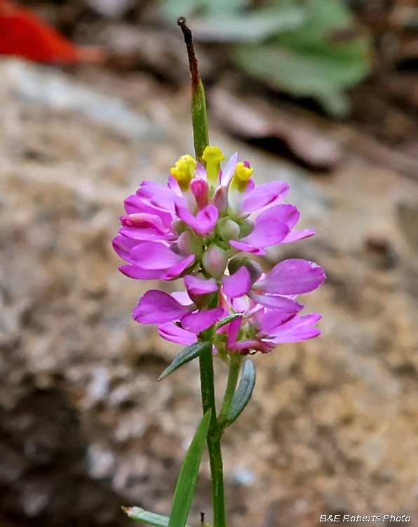 Polygala